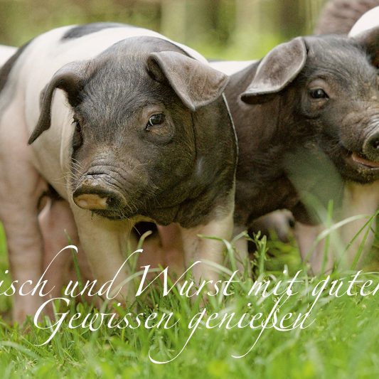 Schwäbisch Hällisches Landschwein bei Ihrer Metzgerei Braun in Furtwangen Hier sehen Sie unser Schwäbisch Hällisches Landschwein aus denen unsere Produkte hergestellt werden. Artgerechte Tierhaltung mit Verstand