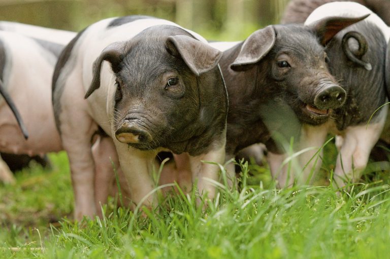 Schwäbisch Hällisches Landschwein auf einer Wiese